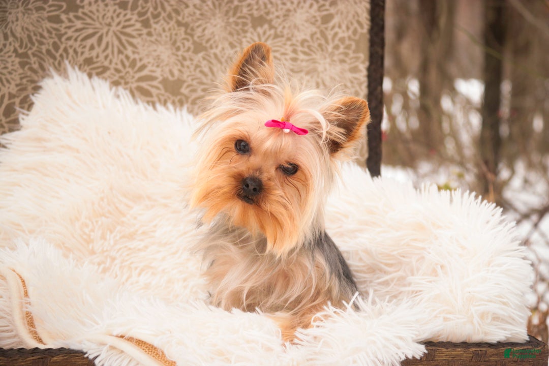 Yorkshire Terrier dogs for sale: Megan - Ad 3