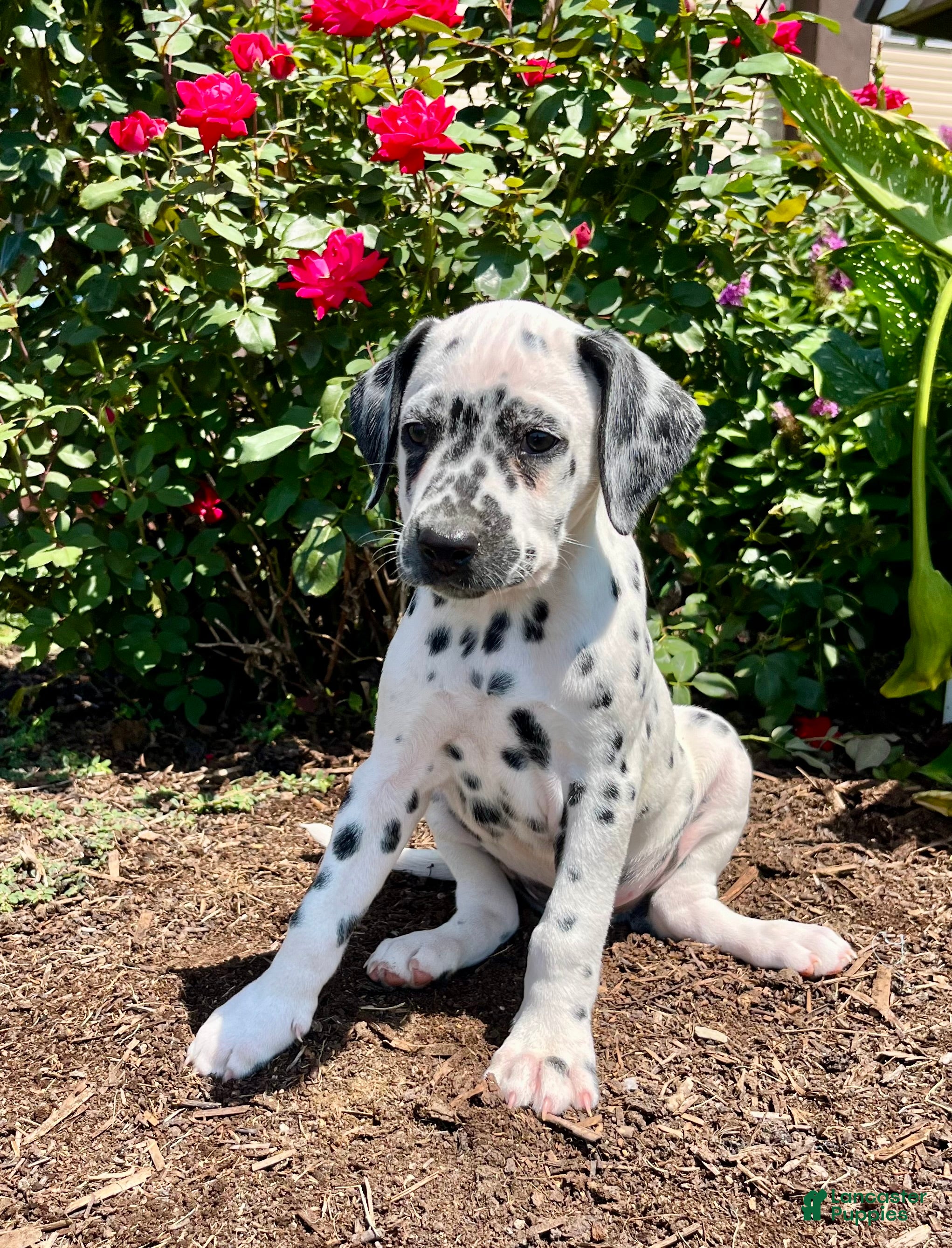 Dalmatian dogs Sable❤️AKC 🐾Text or Call Today - Ad 1