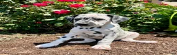 Dalmatian dogs for sale: Sable❤️AKC 🐾Text or Call Today - Ad 1