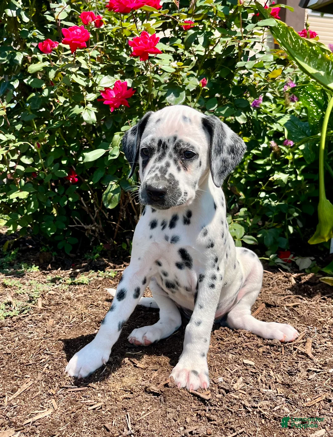 Dalmatian dogs for sale: Sable❤️AKC 🐾Text or Call Today - Ad 1