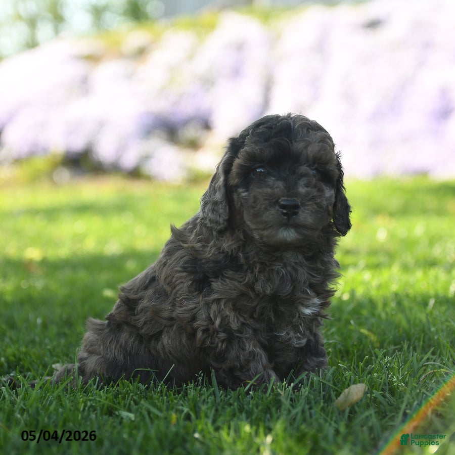 Mini Aussiedoodle dogs Paparika - Ad 1