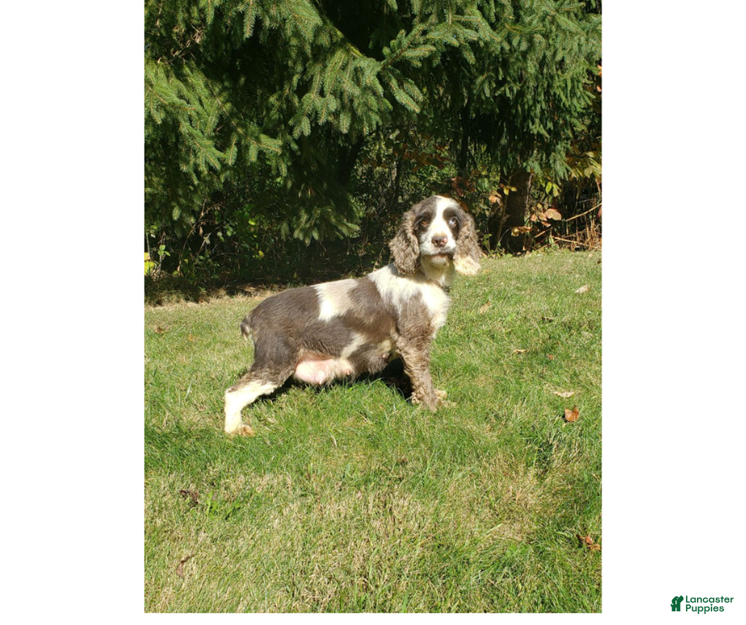 Cockapoo dogs for sale: Sparky - Ad 8