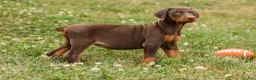 Doberman Pinscher dogs for sale: DOLLY - Ad 7