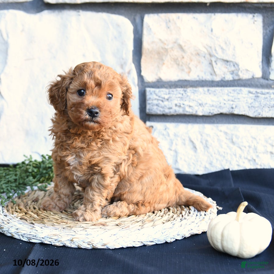 Maltipoo (Maltipoo, Female) in Ephrata, PA