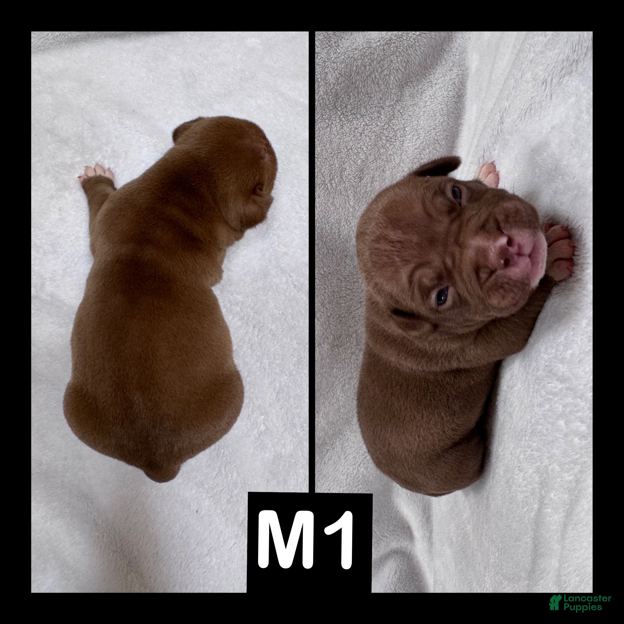 American Bully dogs Male 1 - Ad 8