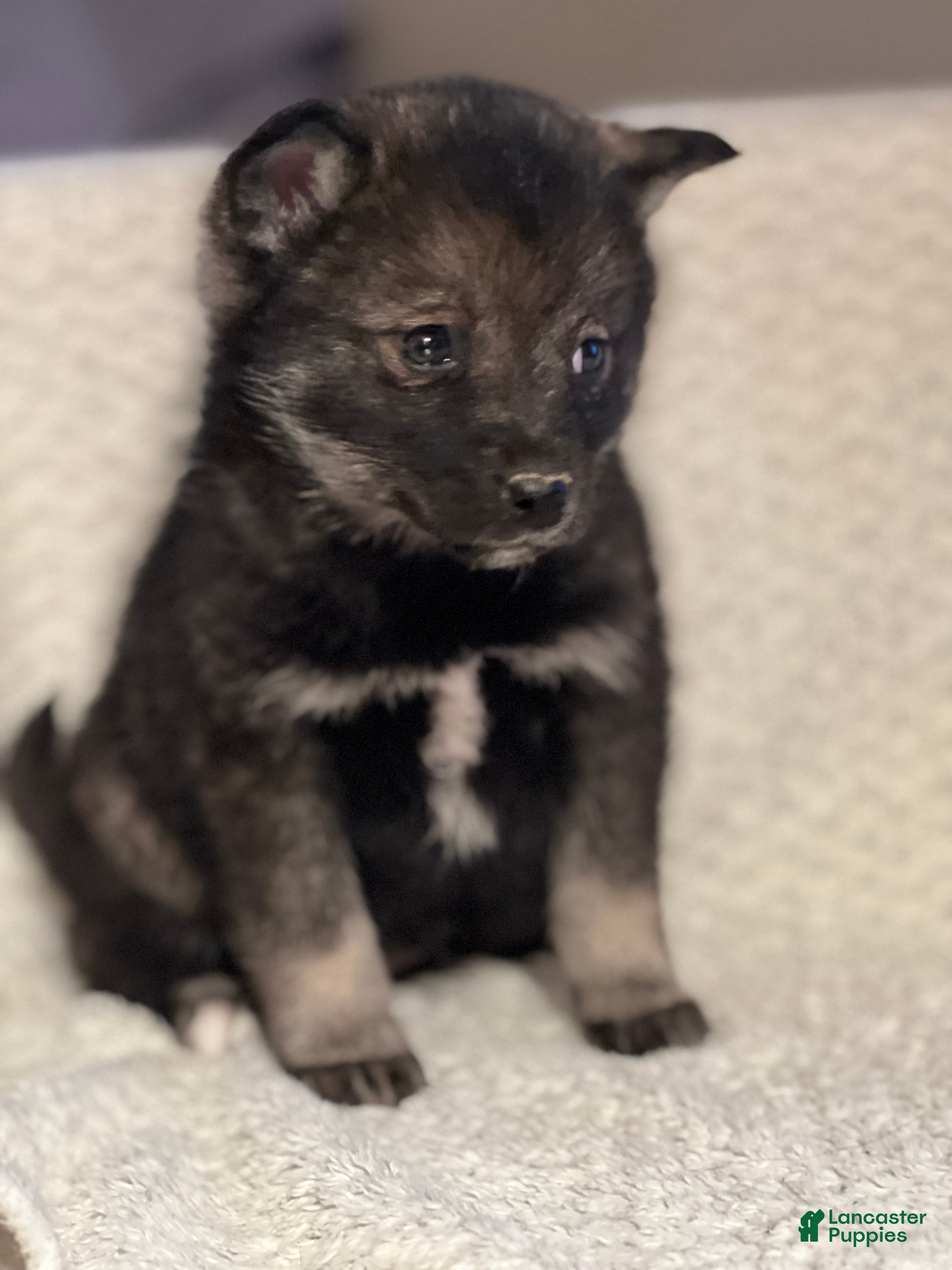 Mixed Breed dogs Prince - Ad 2