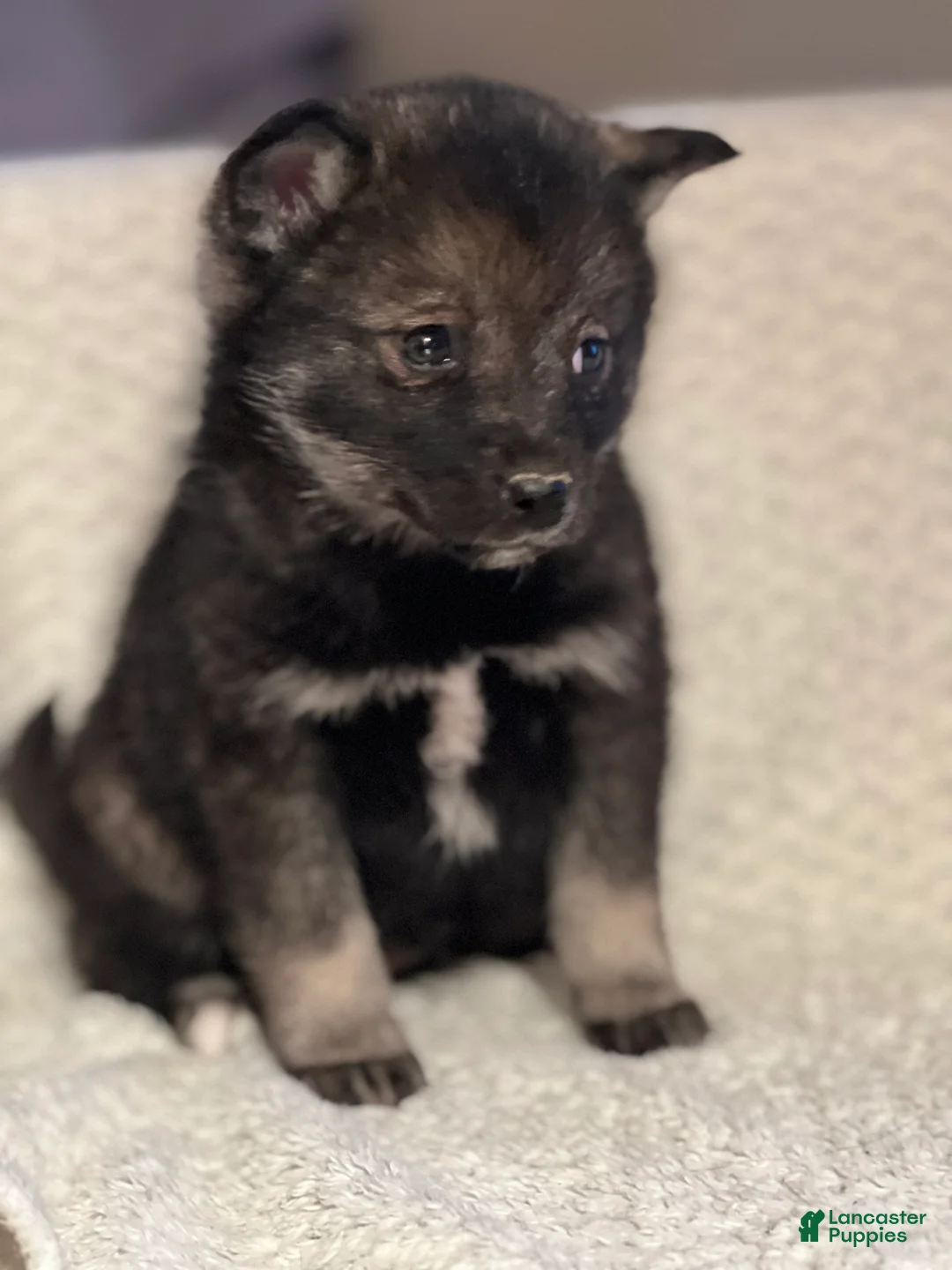 Mixed Breed dogs for sale: Prince - Ad 2