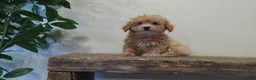 Maltipoo dogs for sale: Missy - Ad 2