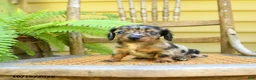 Miniature Dachshund dogs for sale: Princess - Ad 2