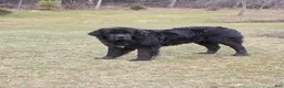 Newfoundland dogs for sale: Haven - Ad 32