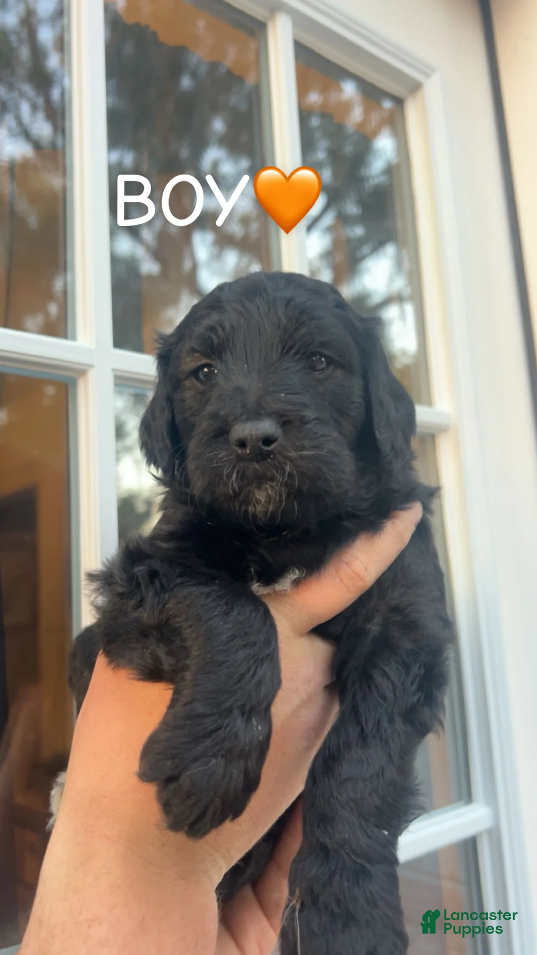 Goldendoodle dogs for sale: Goldendoodle Puppy 3 - Ad 1