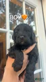 Goldendoodle Puppy 3