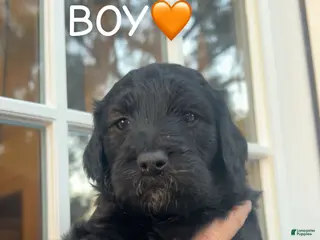 Goldendoodle dogs Goldendoodle Puppy 3 - Ad 10