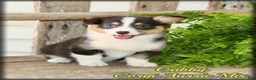 Mixed Breed dogs for sale: Gabby - Ad 1