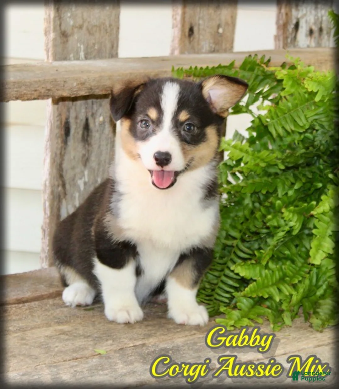 Mixed Breed dogs for sale: Gabby - Ad 1