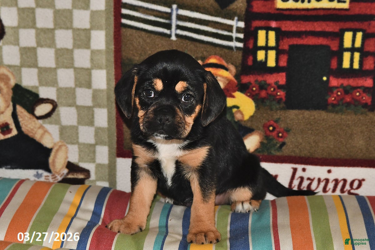 Puggle dogs Rosie - Ad 2