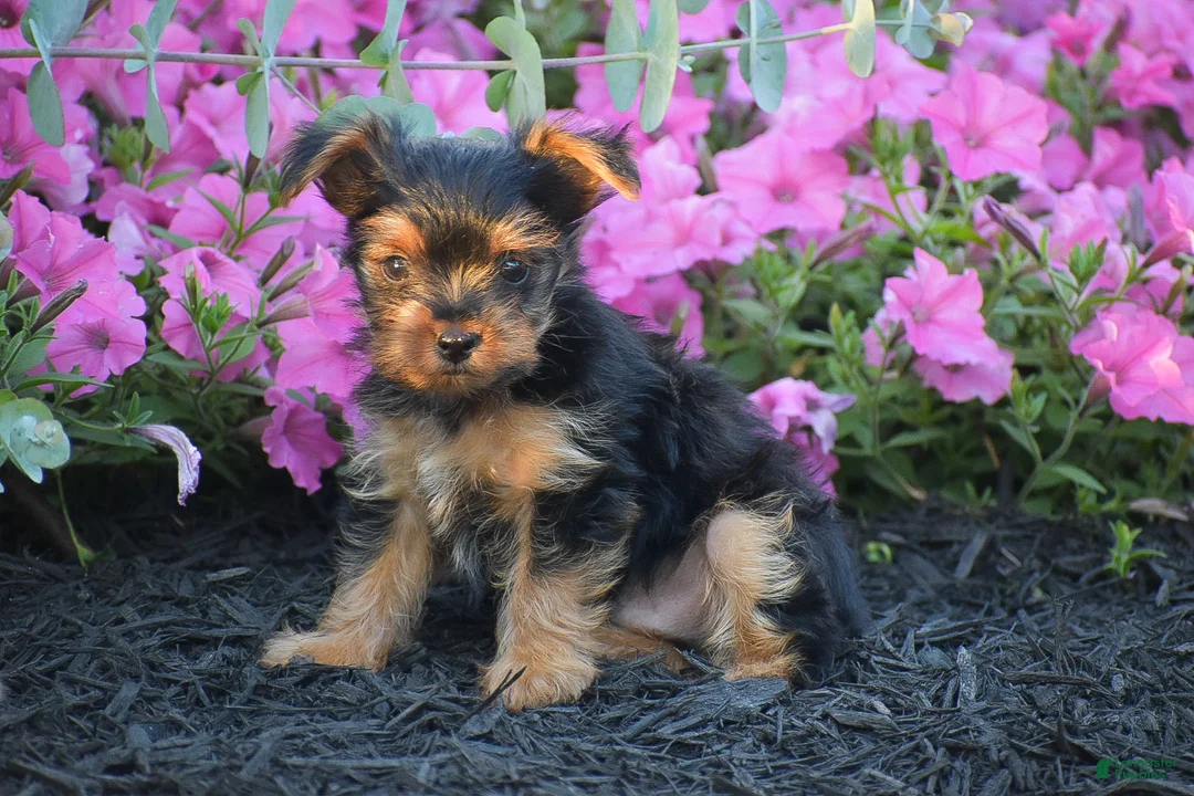 Yorkshire Terrier dogs for sale: Conway - Ad 2
