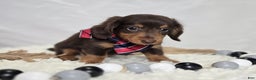 Miniature Dachshund dogs for sale: Billy - Ad 6