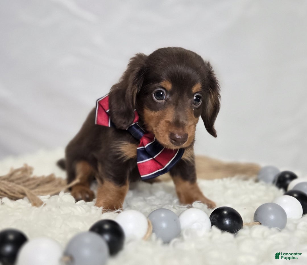 Miniature Dachshund dogs for sale: Billy - Ad 6