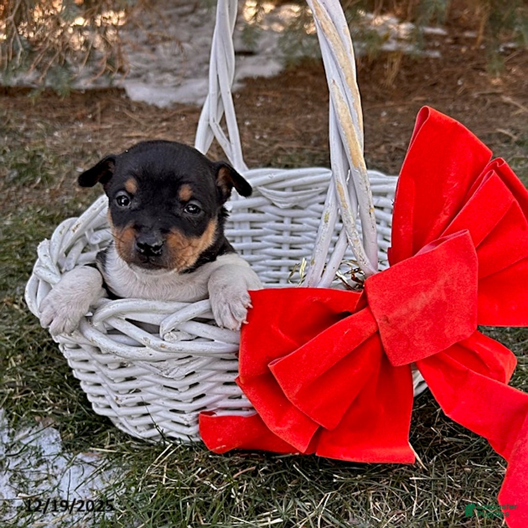 Rat Terrier dogs for sale: Moana - Ad 1