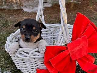 Rat Terrier dogs Moana - Ad 2