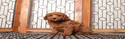 Mini Goldendoodle dogs for sale: Simba Playful Mini Golden Doodle - Ad 4