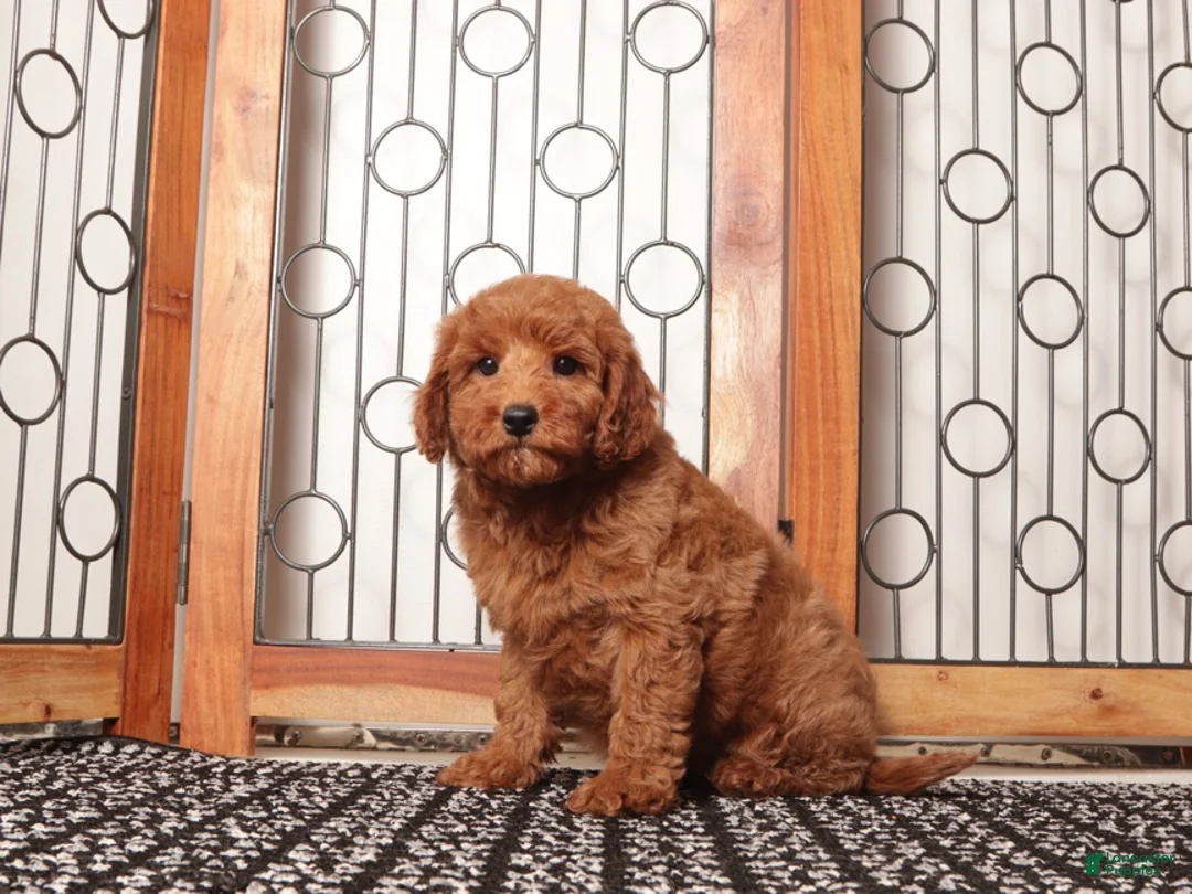 Mini Goldendoodle dogs for sale: Simba Playful Mini Golden Doodle - Ad 4