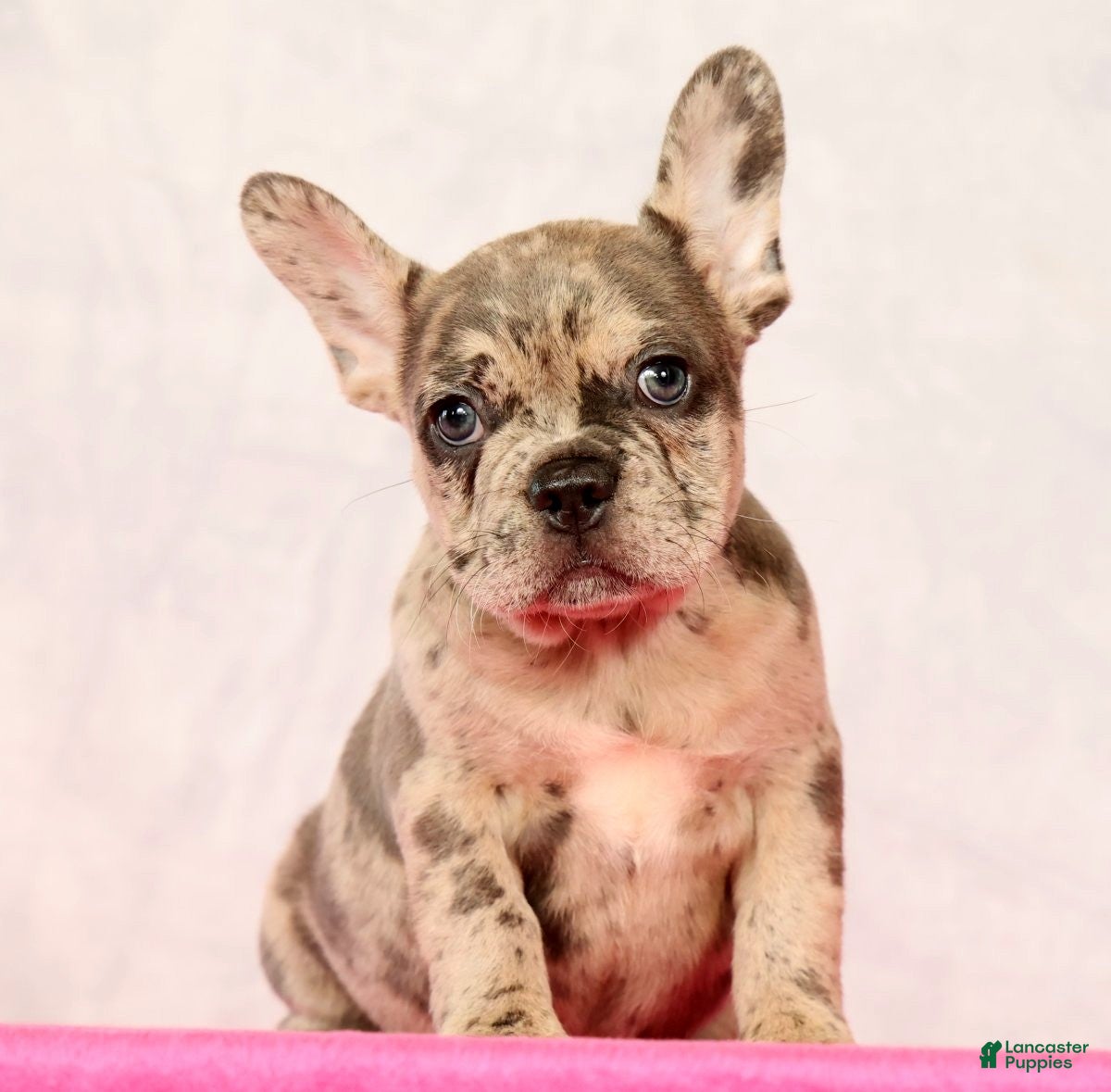 French Bulldog dogs Pamela - Ad 1