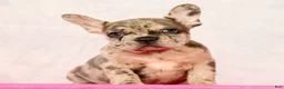 French Bulldog dogs for sale: Pamela - Ad 1