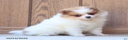 Pomeranian dogs for sale: Tiffany - Ad 5