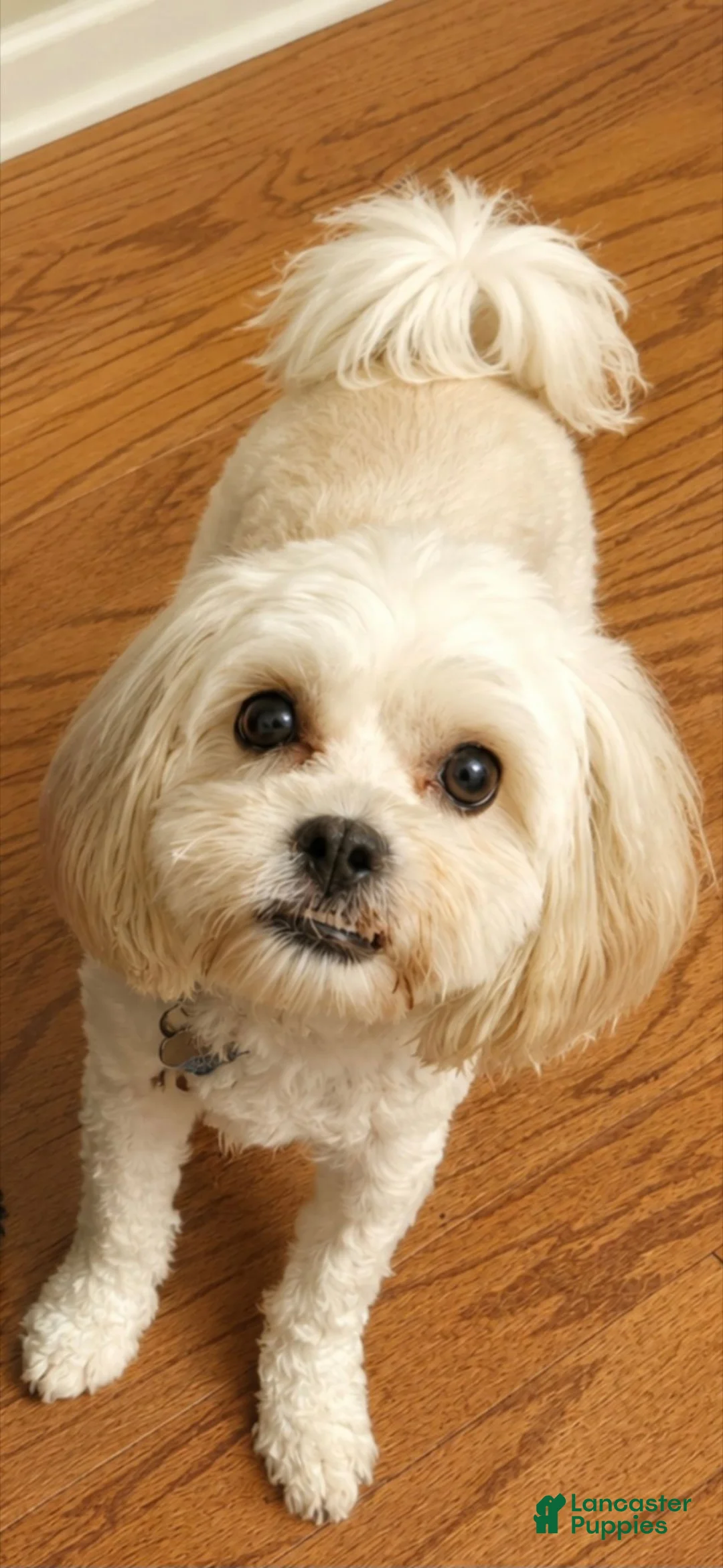 Shihpoo dogs for sale: Shihpoo 3 - Ad 2