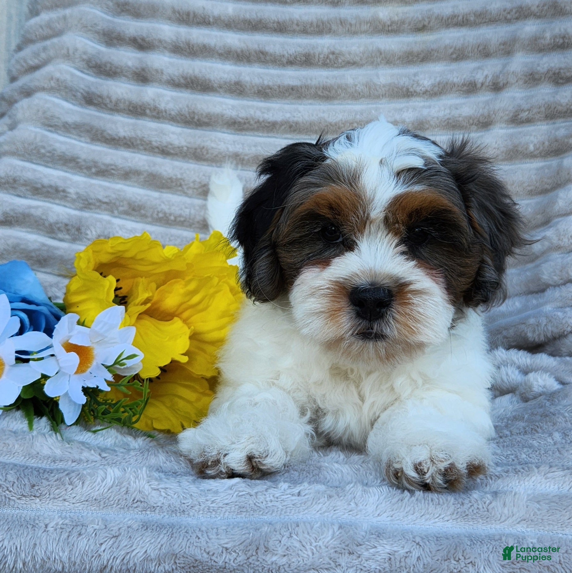 Shihpoo dogs Opie - Ad 20