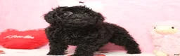 Toy Poodle dogs for sale: Onyx - Ad 8