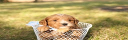 Mini Goldendoodle dogs for sale: Orion - Ad 5