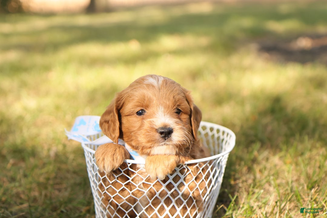 Mini Goldendoodle dogs for sale: Orion - Ad 5