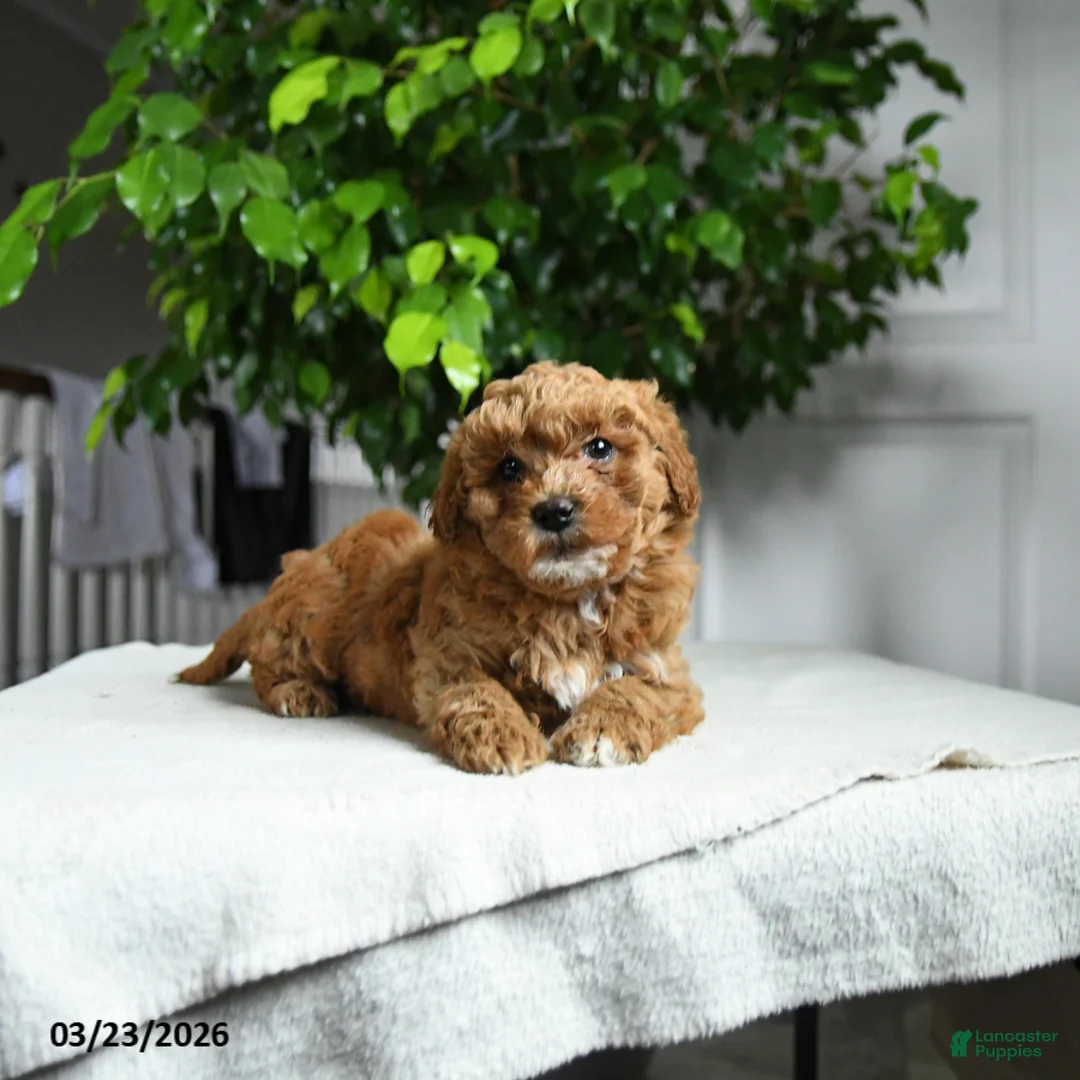 Miniature Poodle dogs for sale: Jane - Ad 2