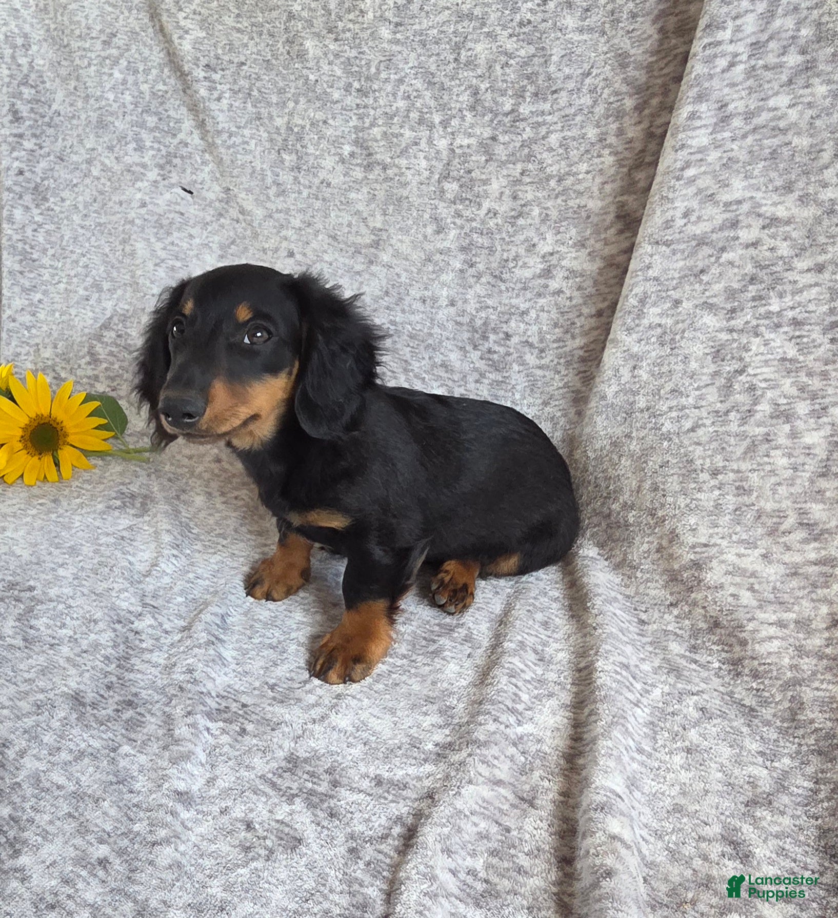 Miniature Dachshund dogs Thunder - Ad 2