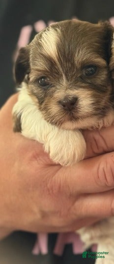 Shorkie dogs Girl 1  - Ad 34