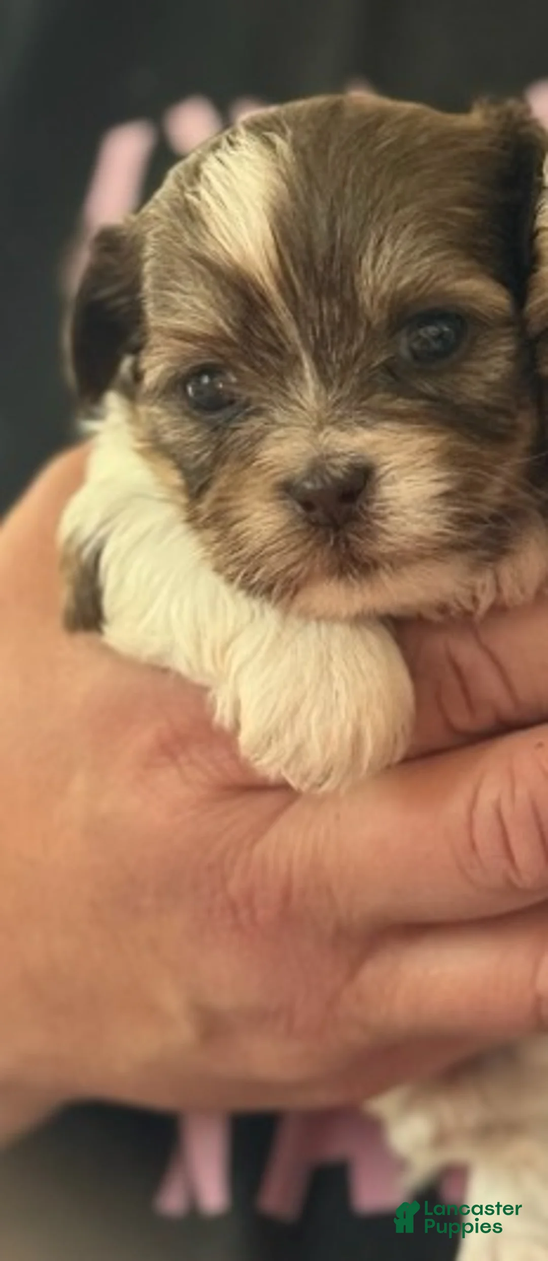 Shorkie dogs for sale: Girl 1  - Ad 1