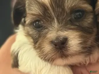 Shorkie dogs Girl 1 - Ad 34