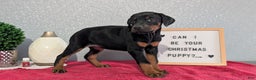 Doberman Pinscher dogs for sale: Lily - Ad 9