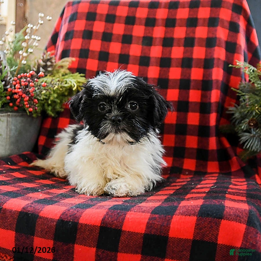 Shih Tzu dogs Annie - Ad 4