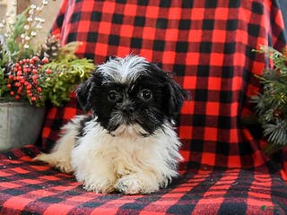 Shih Tzu dogs Annie - Ad 4