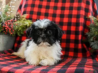 Shih Tzu dogs Annie - Ad 31