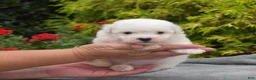 Bichon Frise dogs for sale: Tokyo (tiny) - Ad 4