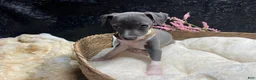 Italian Greyhound dogs for sale: Italian Greyhound 1 - Ad 4