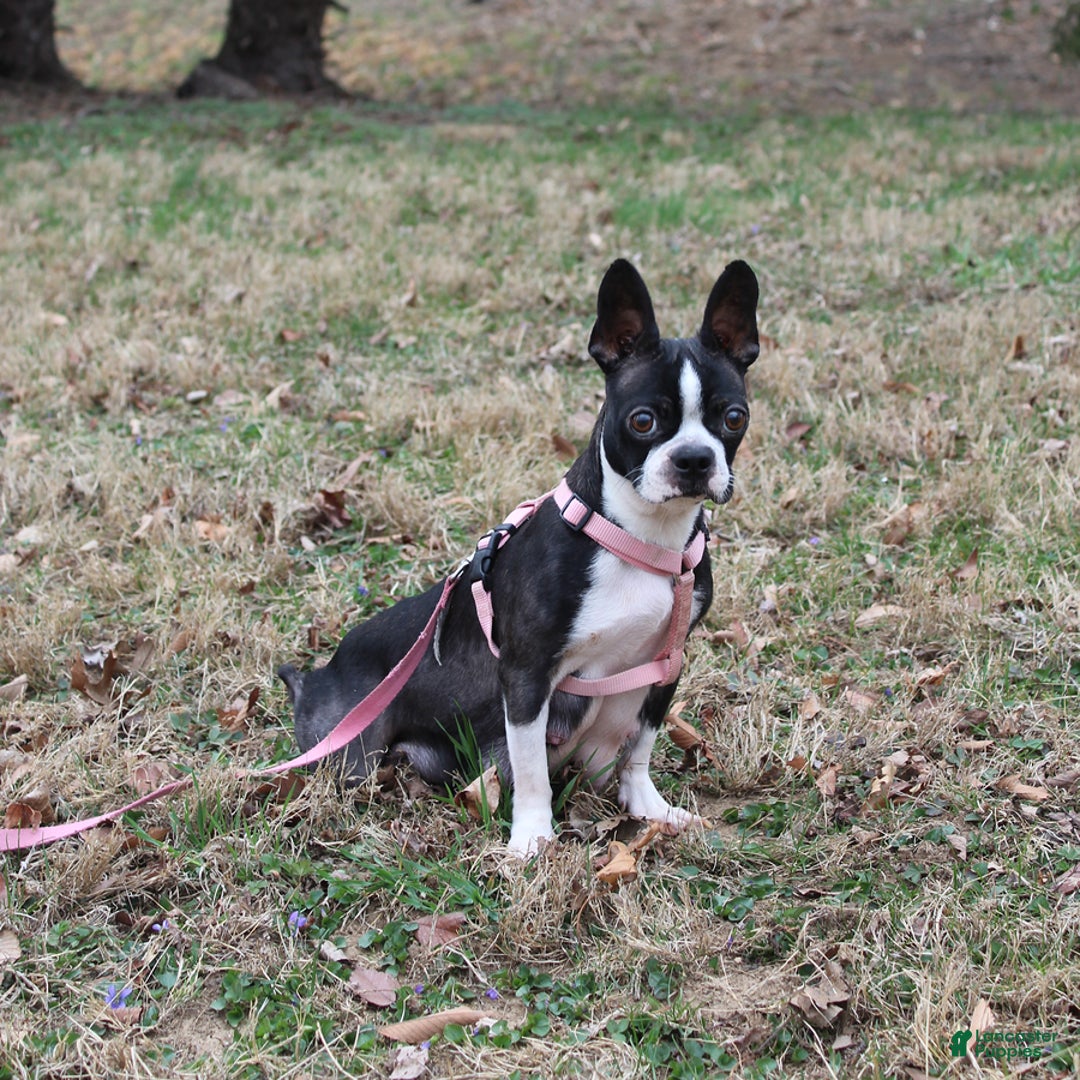 Boston Terrier dogs for sale: Morris - Ad 10