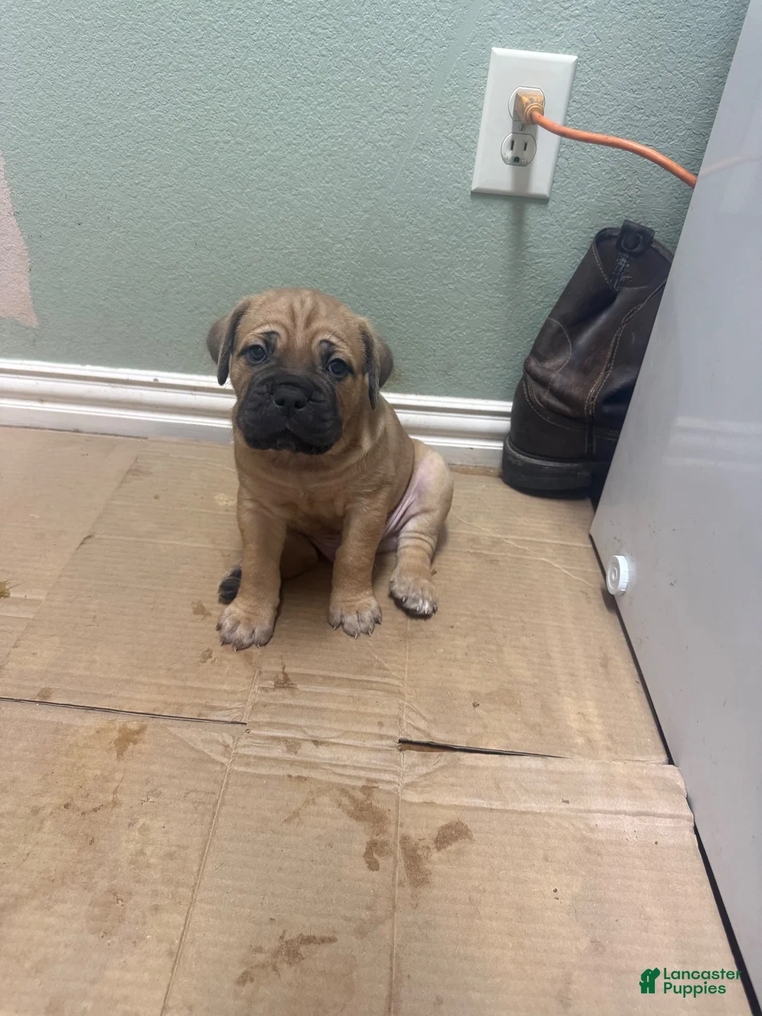 Cane Corso dogs for sale: Cane Corso 2 - Ad 1