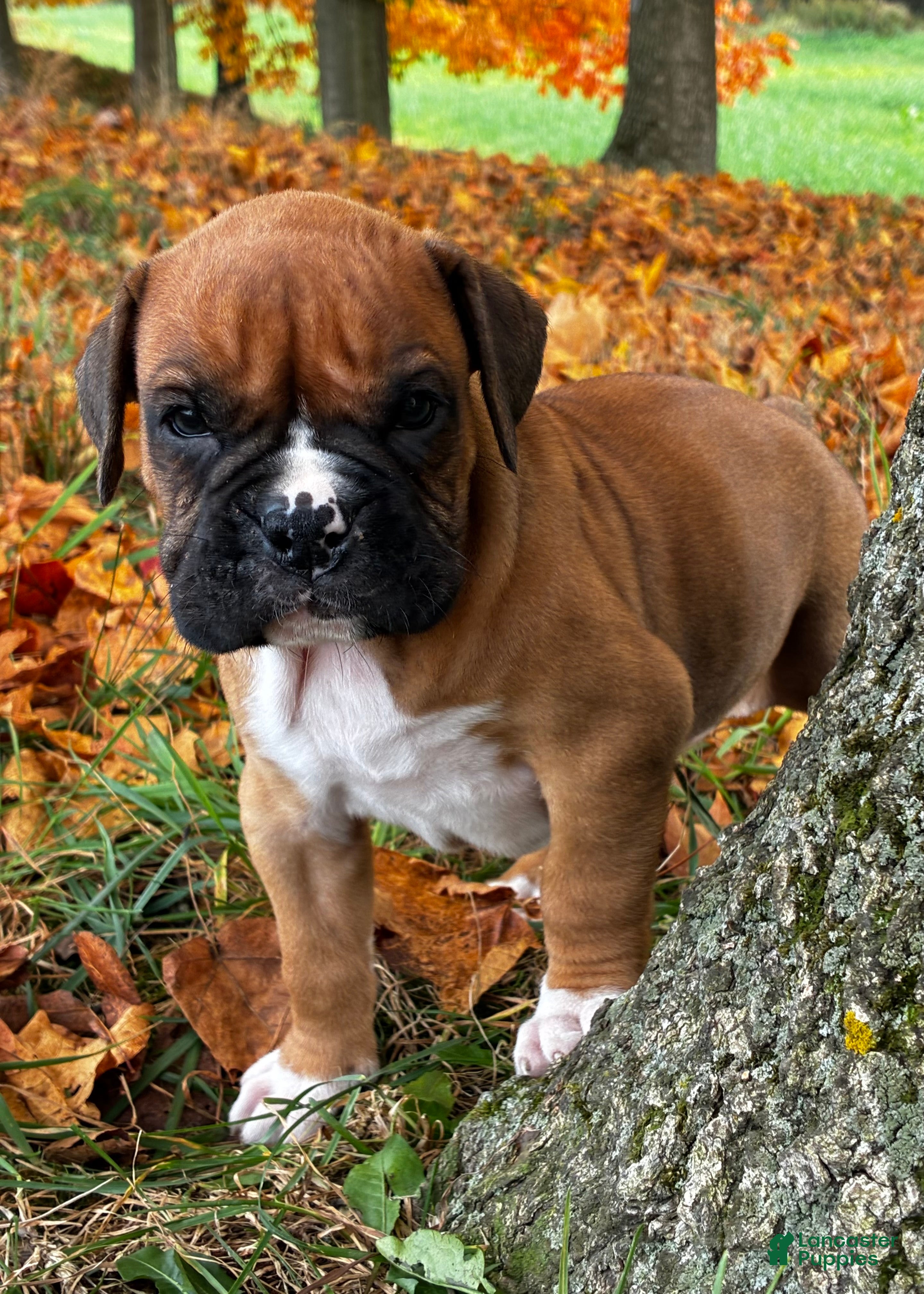 Boxer dogs Jett - Ad 1