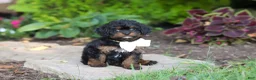 Cavapoo dogs for sale: Lulu - Ad 6